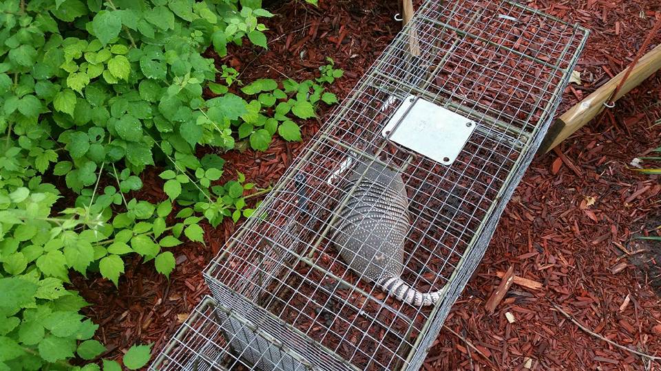 Armadillo catch and release trapping