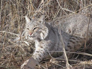 Bobcat trapping Oklahoma