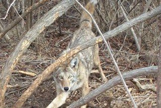 Coyote trapping Kansas