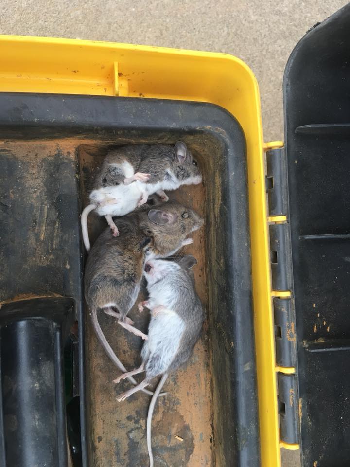 mice trapping removal kansas