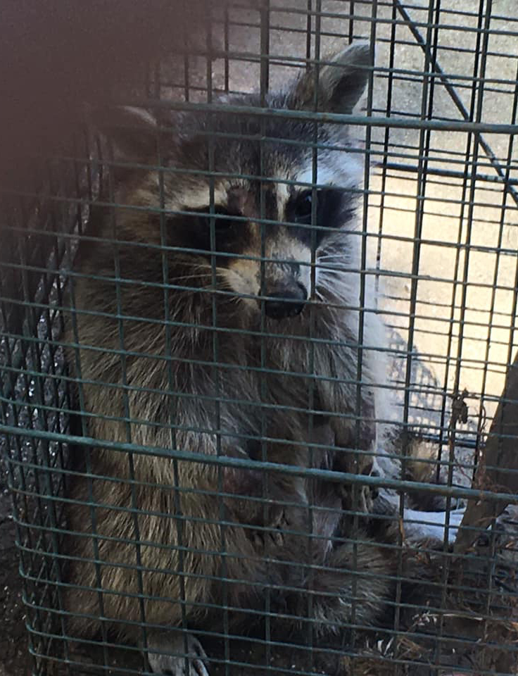 Racoon trapping Oklahoma